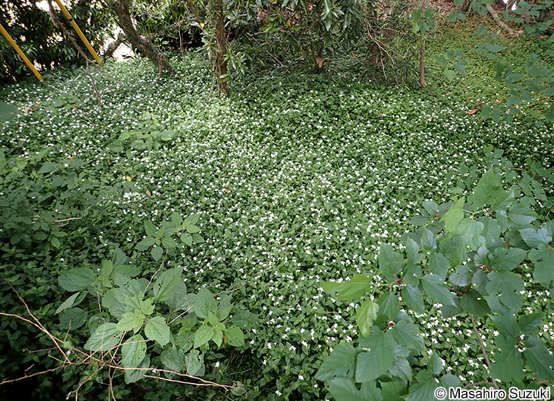 ミドリハカタカラクサ Tradescantia fluminensis 'Viridis'
