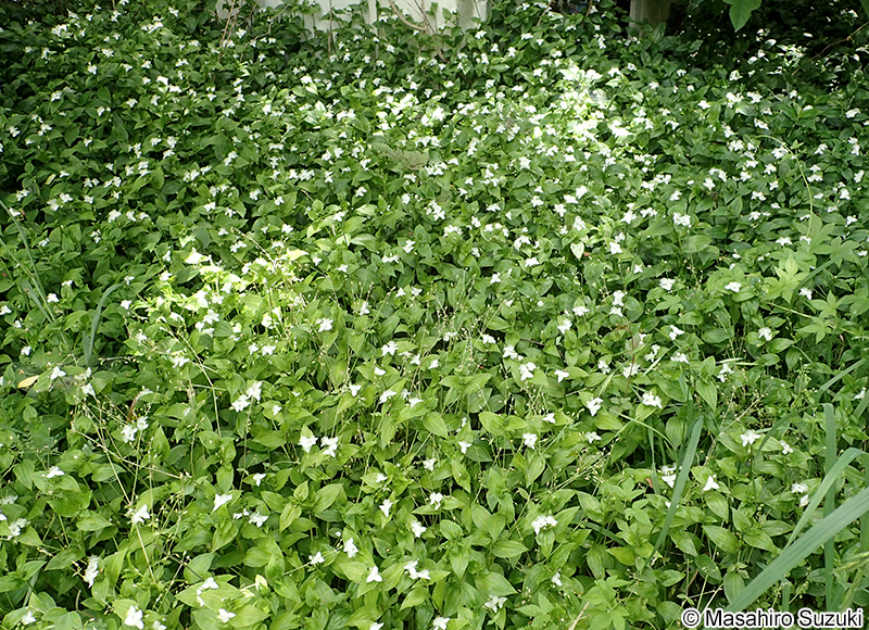 ミドリハカタカラクサ Tradescantia fluminensis 'Viridis'