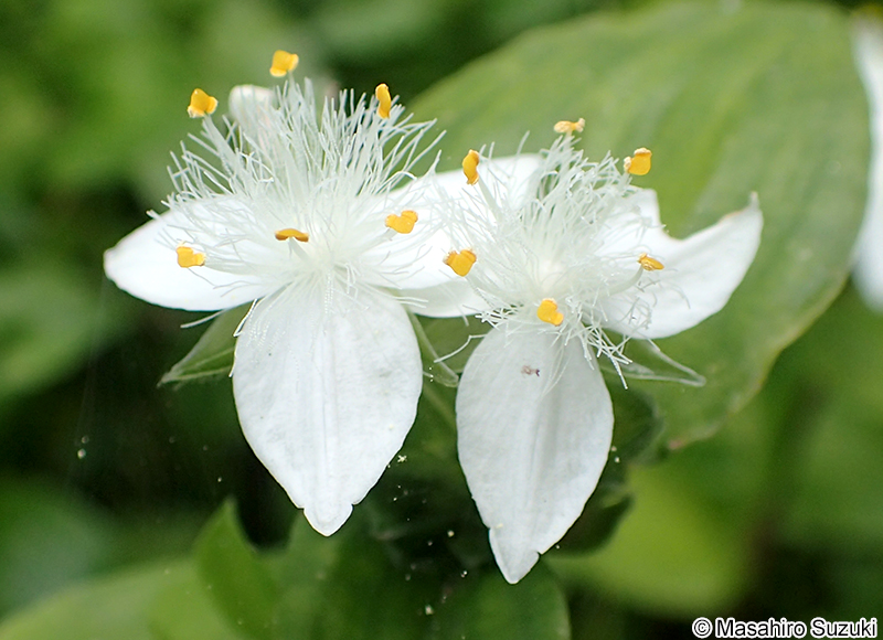 ミドリハカタカラクサ Tradescantia fluminensis 'Viridis'
