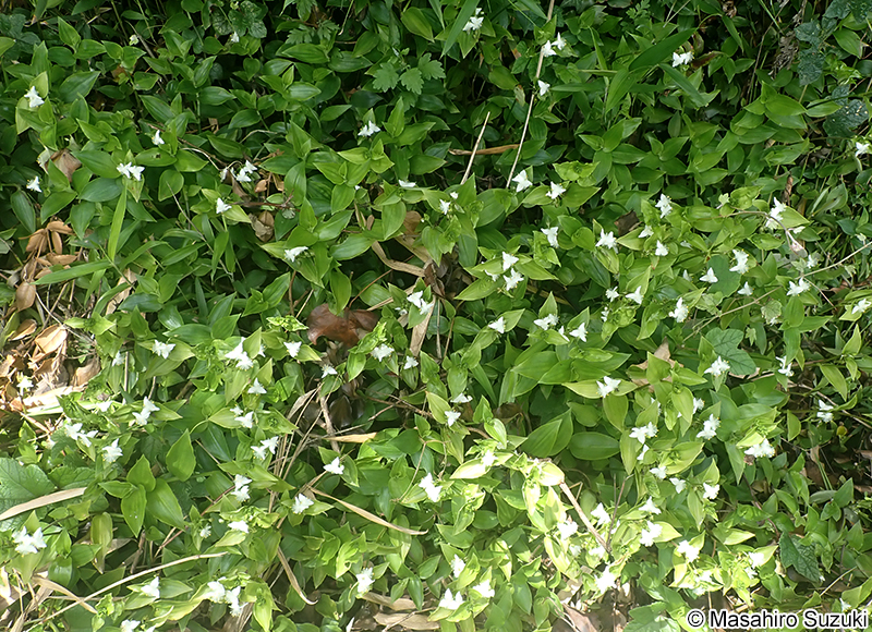 ミドリハカタカラクサ Tradescantia fluminensis 'Viridis'