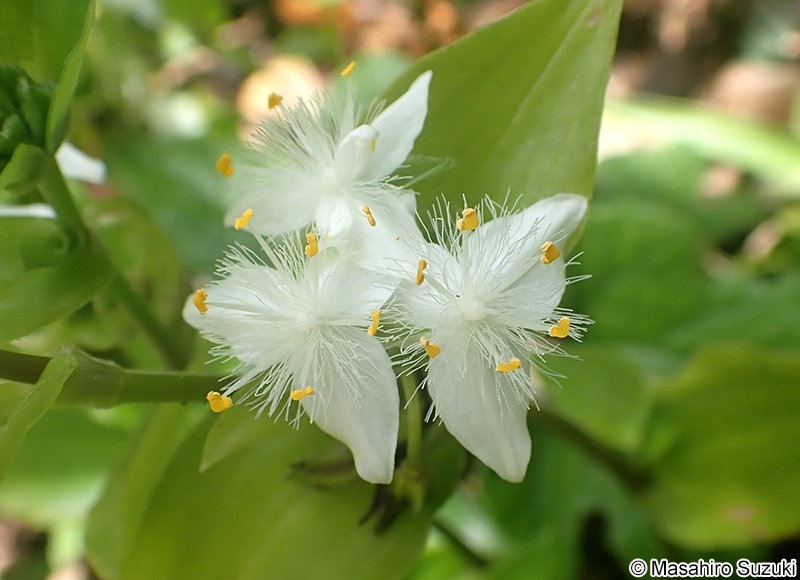ミドリハカタカラクサ Tradescantia fluminensis 'Viridis'