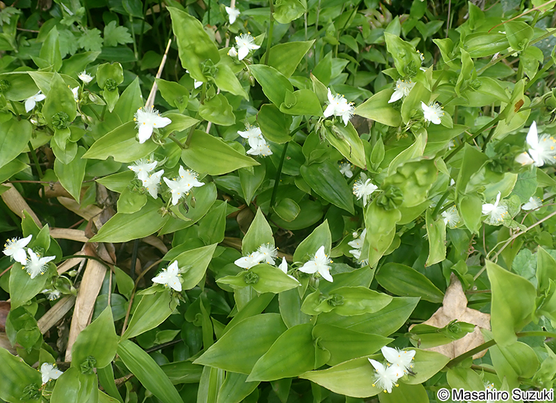 ミドリハカタカラクサ Tradescantia fluminensis 'Viridis'