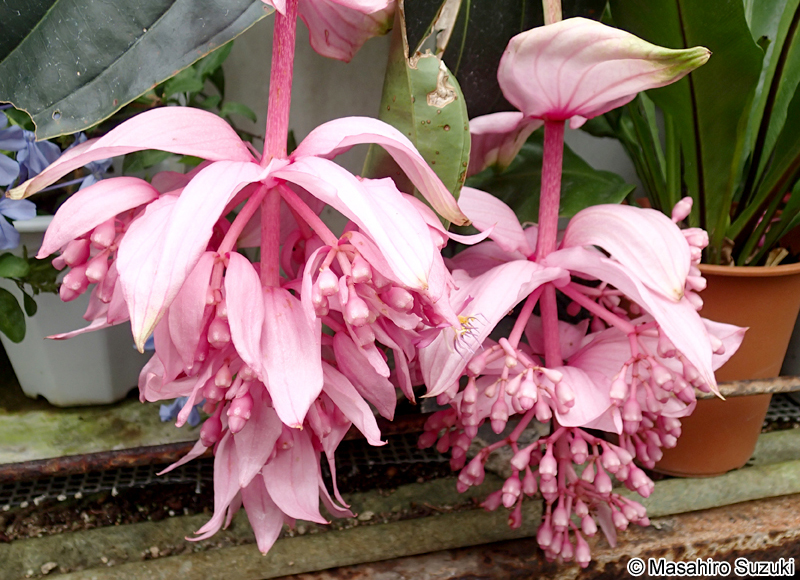 オオヤドリノボタン Medinilla magnifica
