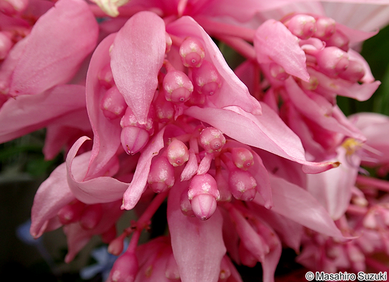 オオヤドリノボタン Medinilla magnifica