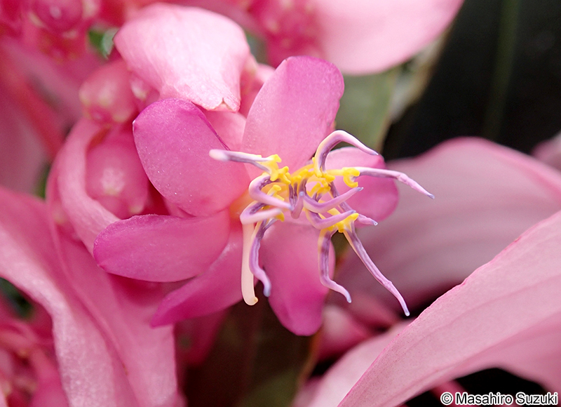 オオヤドリノボタン Medinilla magnifica