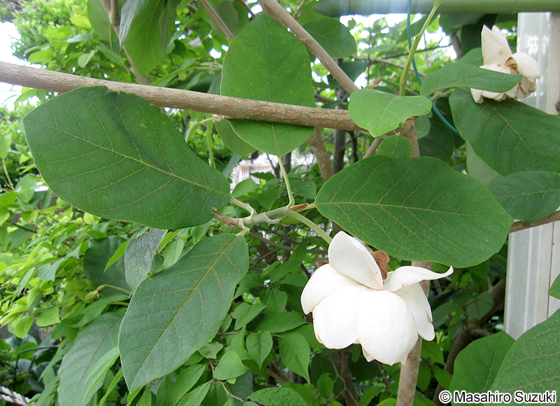 オオヤマレンゲ Magnolia sieboldii subsp. japoncia