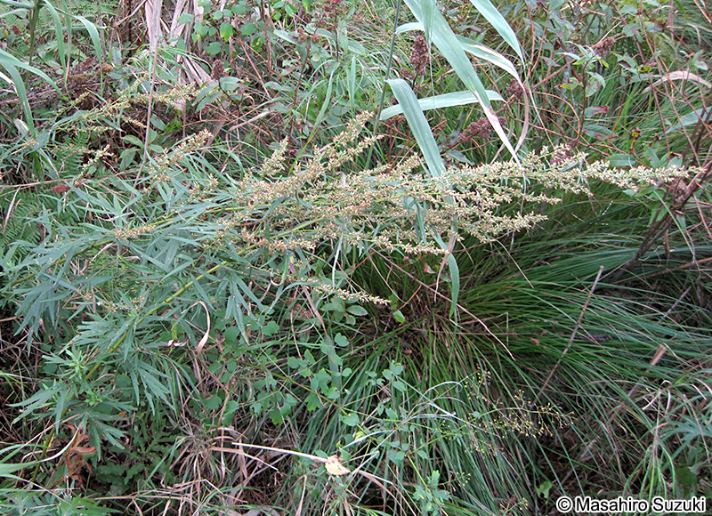 オオヨモギ Artemisia montana