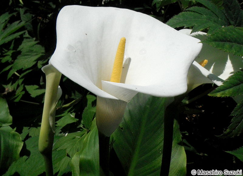オランダカイウ Zantedeschia aethiopica