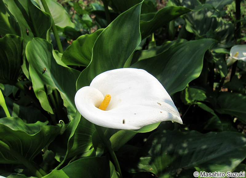 オランダカイウ Zantedeschia aethiopica