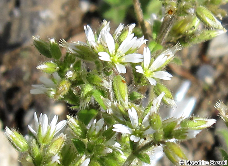 オランダミミナグサ Cerastium glomeratum