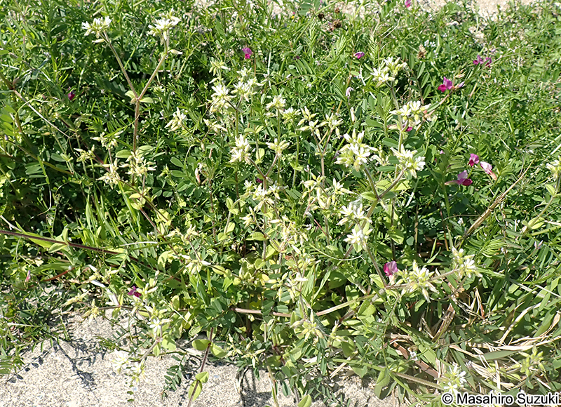 オランダミミナグサ Cerastium glomeratum