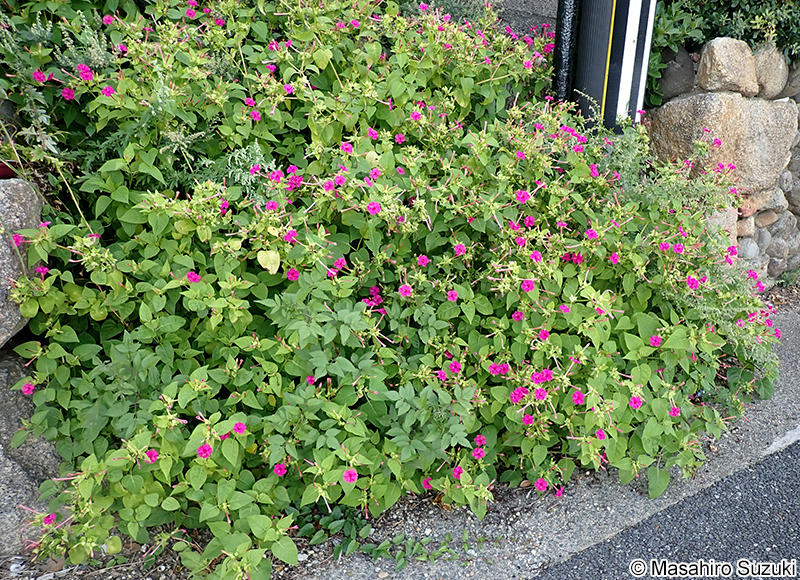 オシロイバナ Mirabilis jalapa