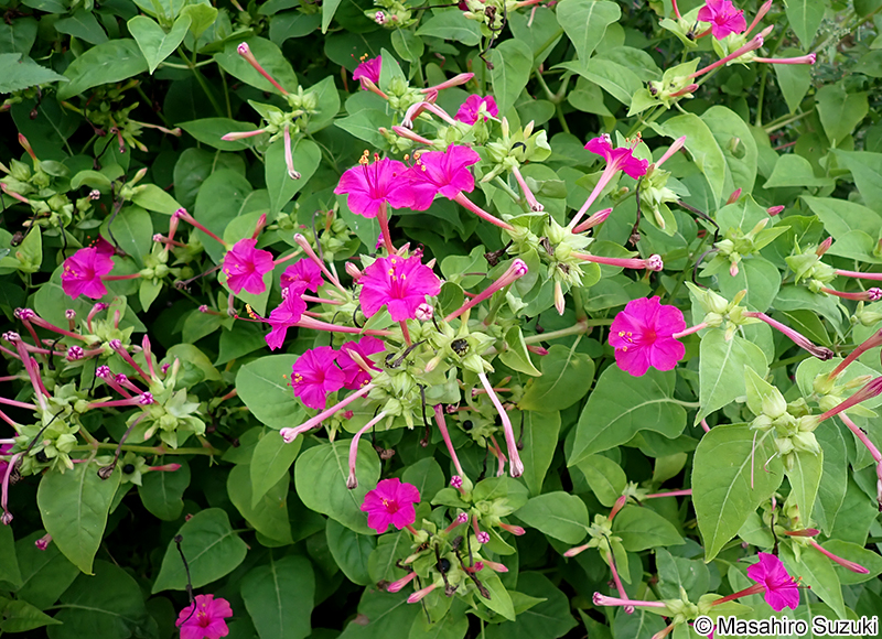 オシロイバナ Mirabilis jalapa