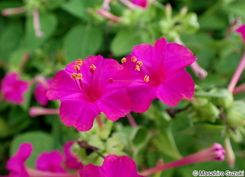 オシロイバナ Mirabilis jalapa