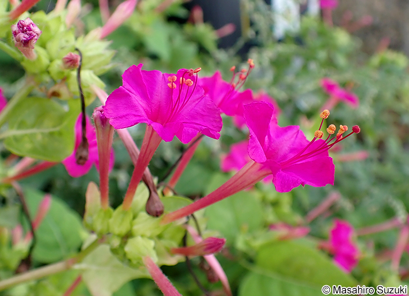 オシロイバナ Mirabilis jalapa