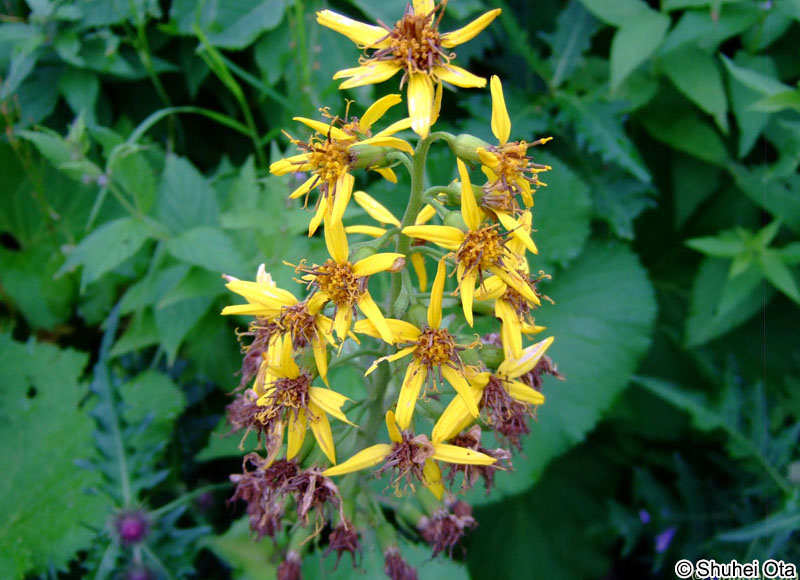オタカラコウ Ligularia fischeri