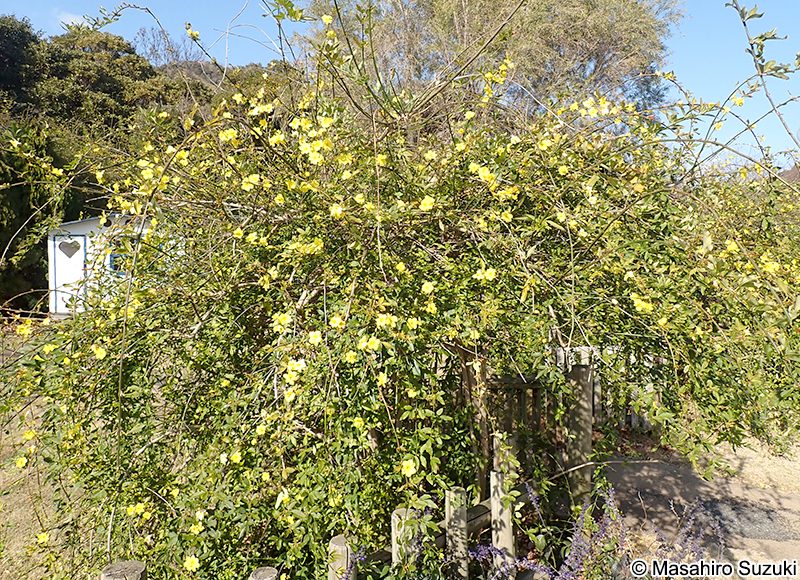 オウバイモドキ Jasminum mesnyi
