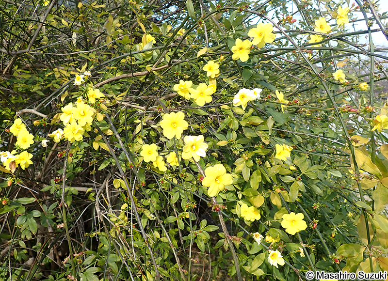 オウバイモドキ Jasminum mesnyi