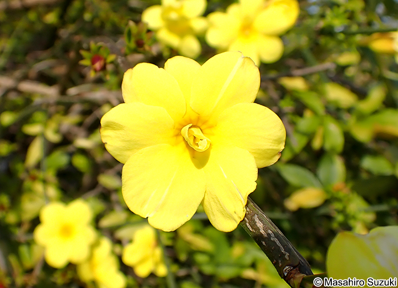 オウバイモドキ Jasminum mesnyi
