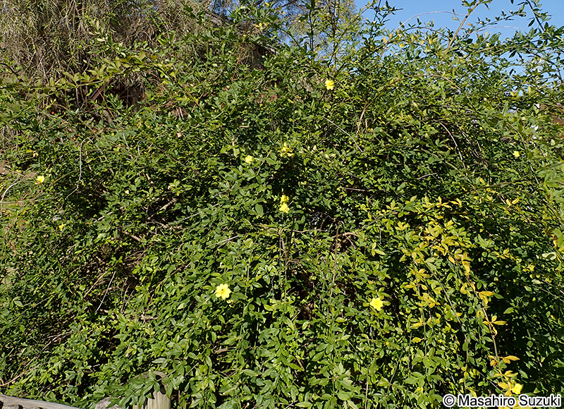 オウバイモドキ Jasminum mesnyi