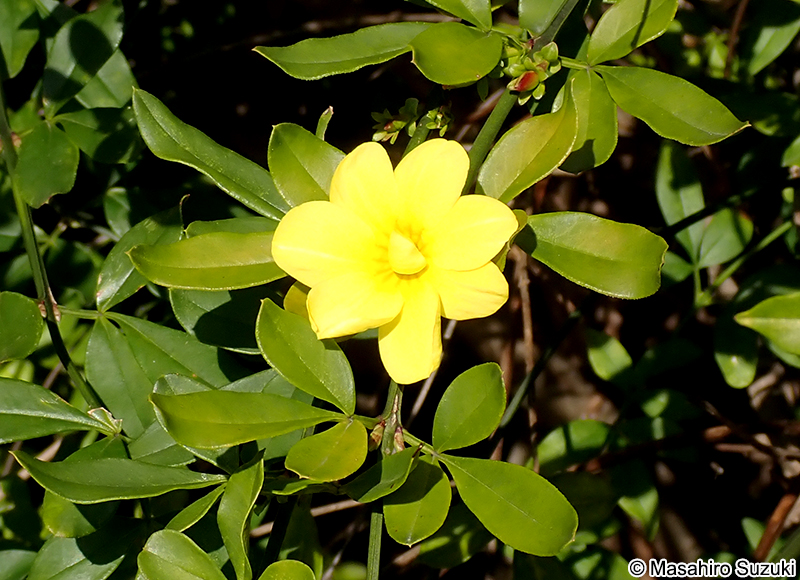 オウバイモドキ Jasminum mesnyi
