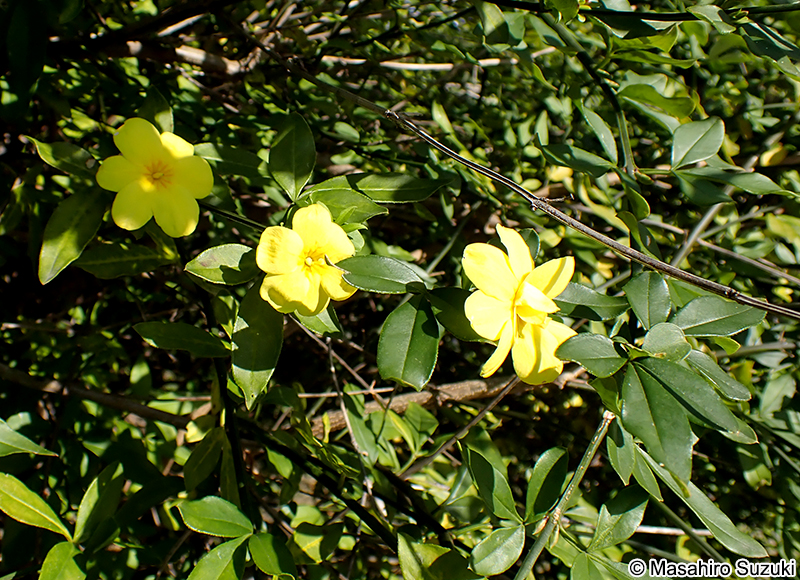 オウバイモドキ Jasminum mesnyi
