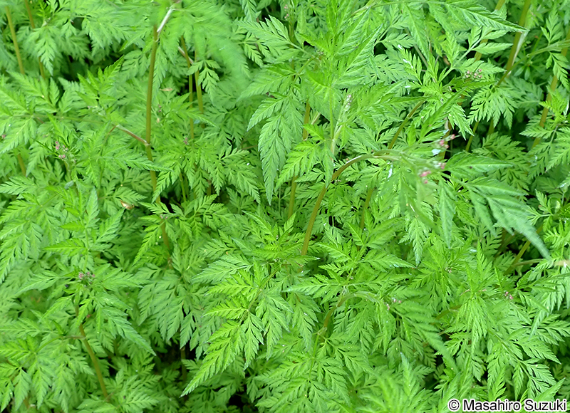 オヤブジラミ Torilis scabra