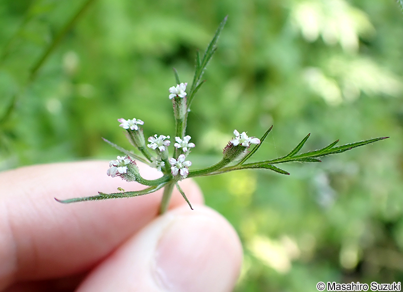 オヤブジラミ Torilis scabra