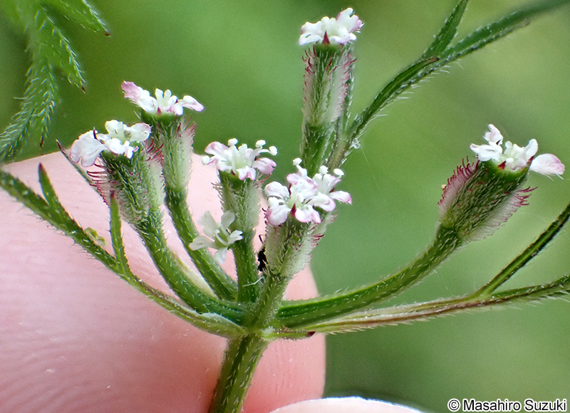 オヤブジラミ Torilis scabra