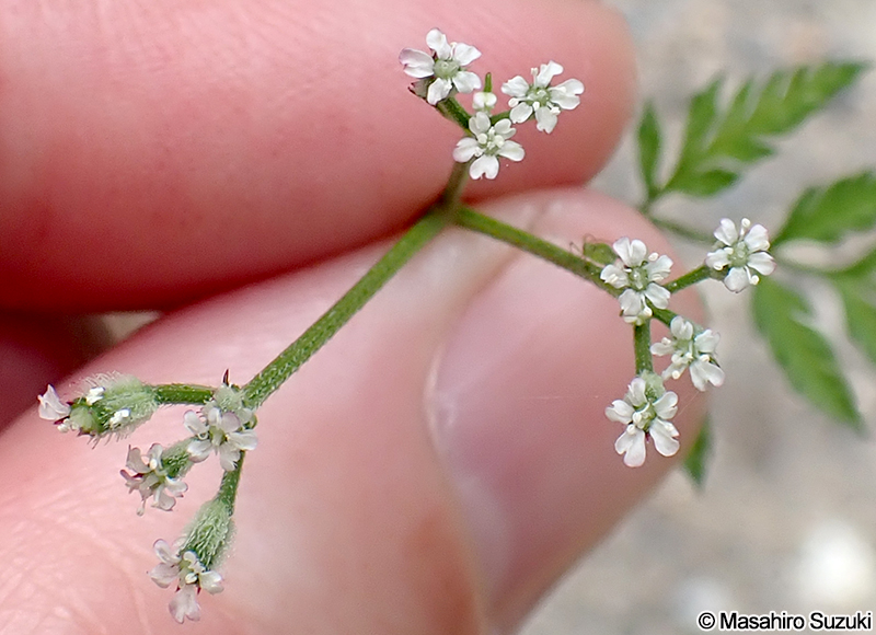 オヤブジラミ Torilis scabra