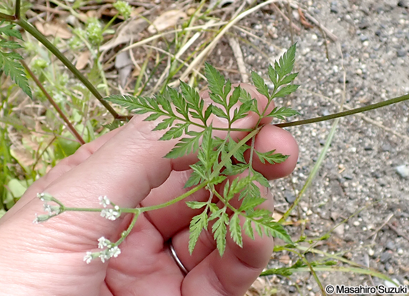 オヤブジラミ Torilis scabra