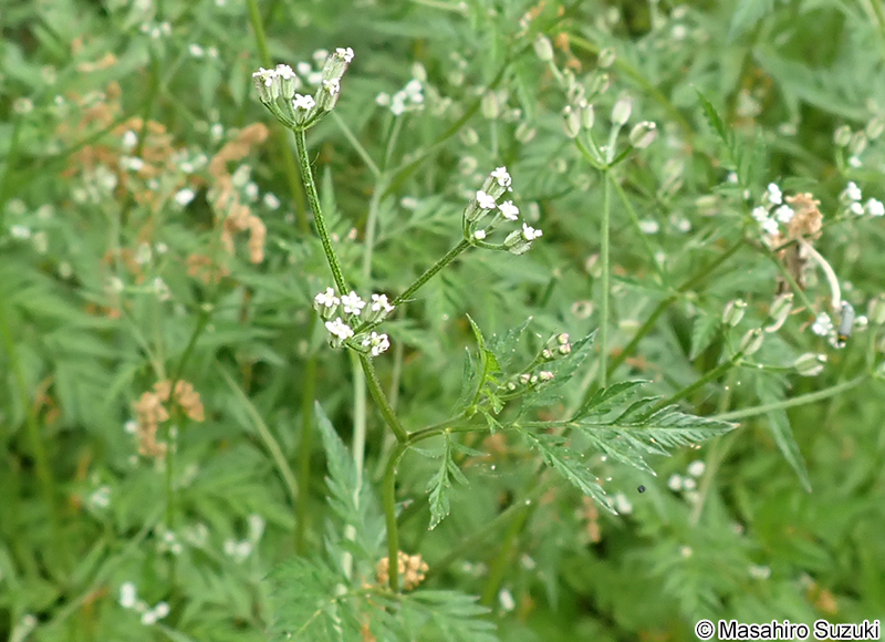オヤブジラミ Torilis scabra