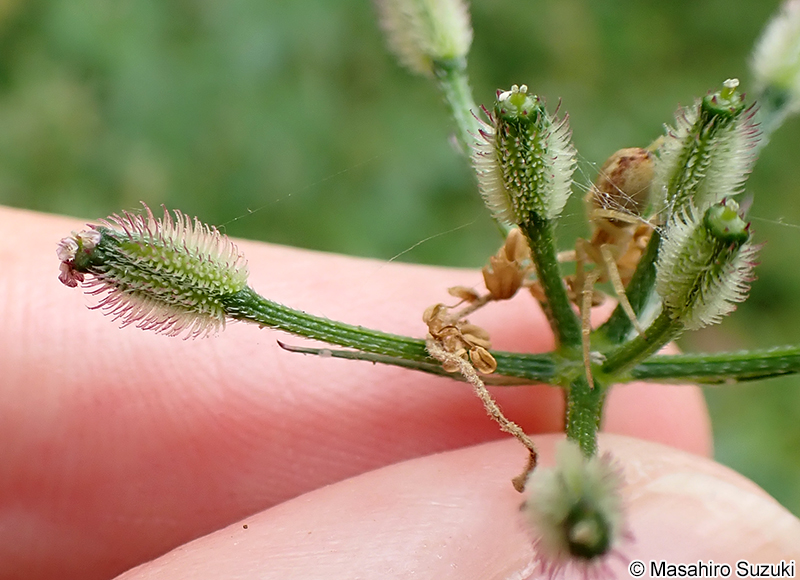 オヤブジラミ Torilis scabra