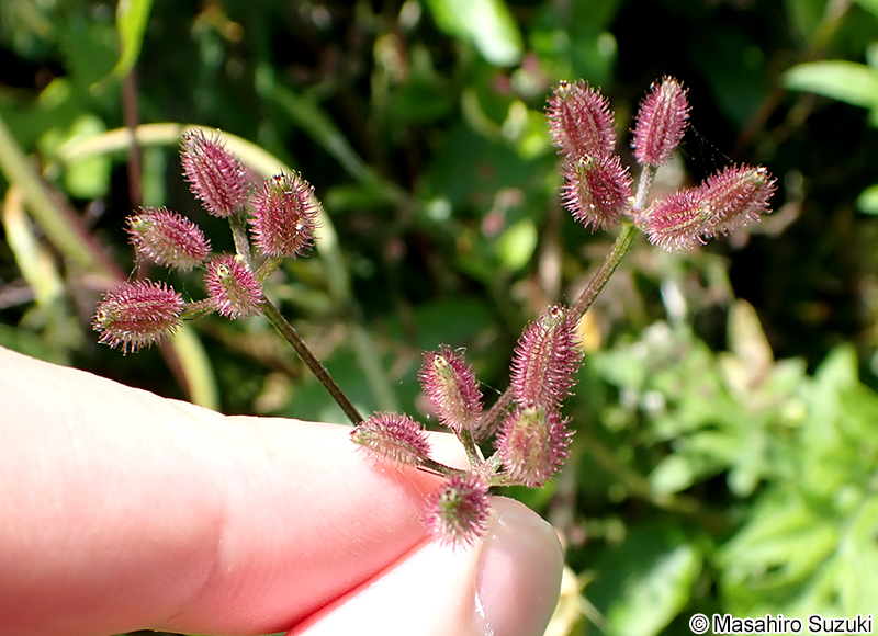 オヤブジラミ Torilis scabra