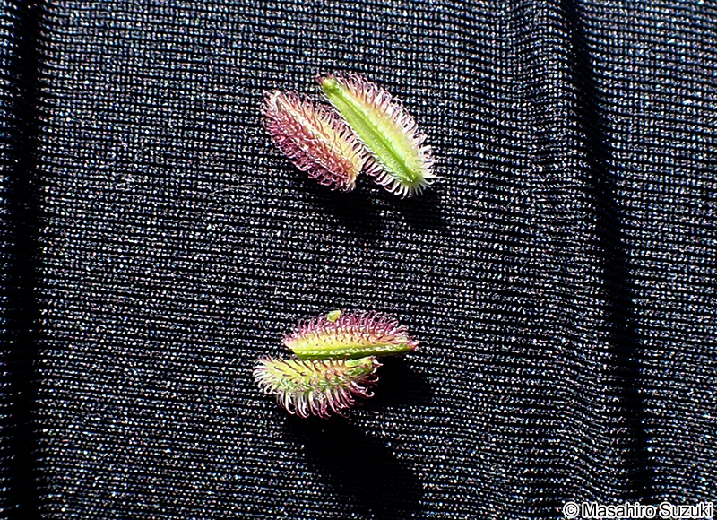 オヤブジラミ Torilis scabra