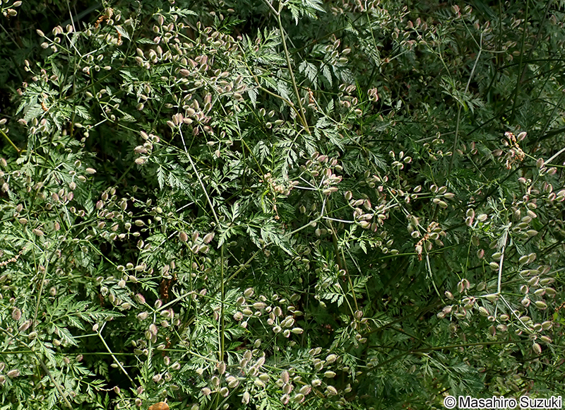 オヤブジラミ Torilis scabra