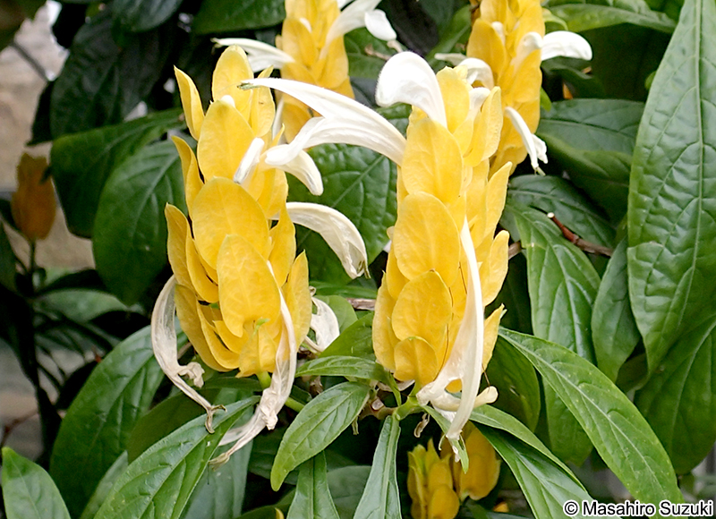 Pachystachys lutea