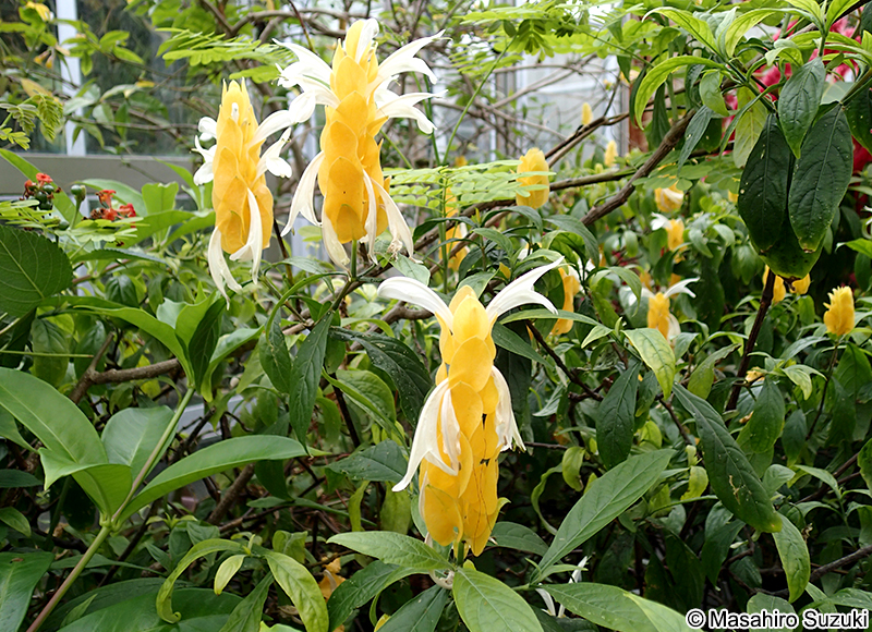 Pachystachys lutea