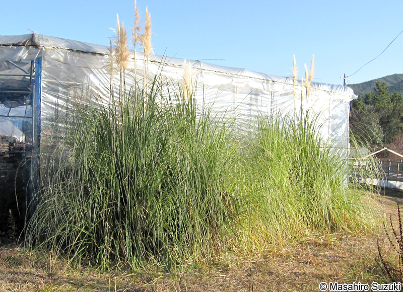 パンパスグラス Cortaderia selloana