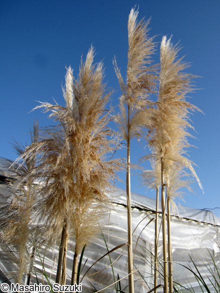 パンパスグラス Cortaderia selloana