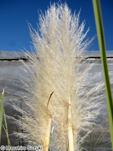 パンパスグラス Cortaderia selloana