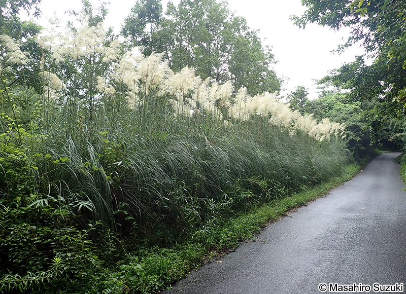 パンパスグラス Cortaderia selloana