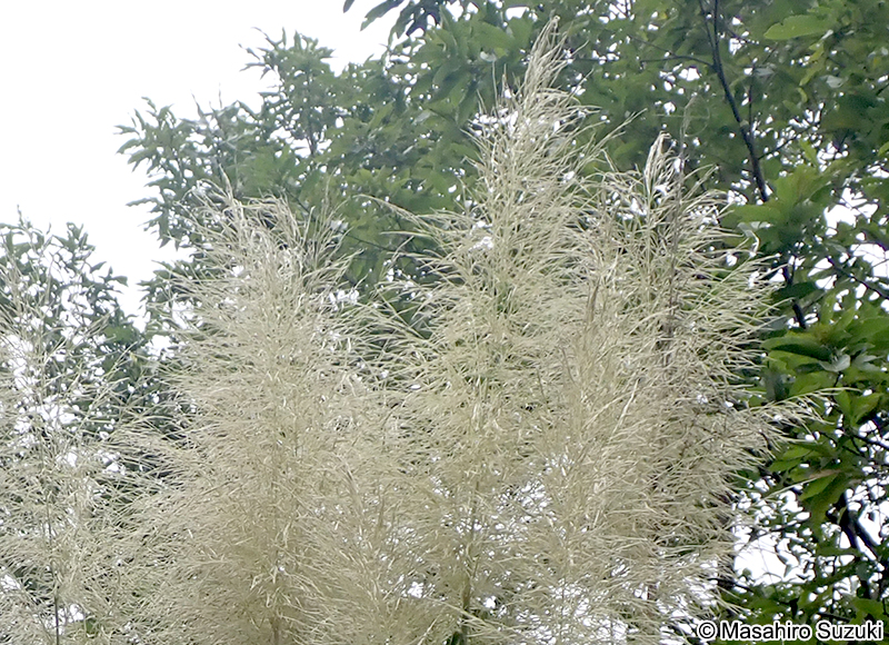 パンパスグラス Cortaderia selloana