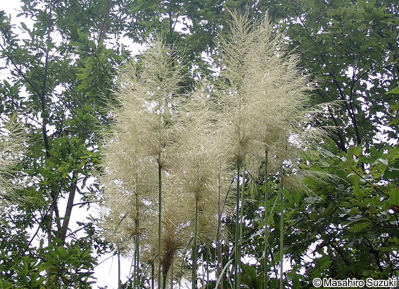 パンパスグラス Cortaderia selloana