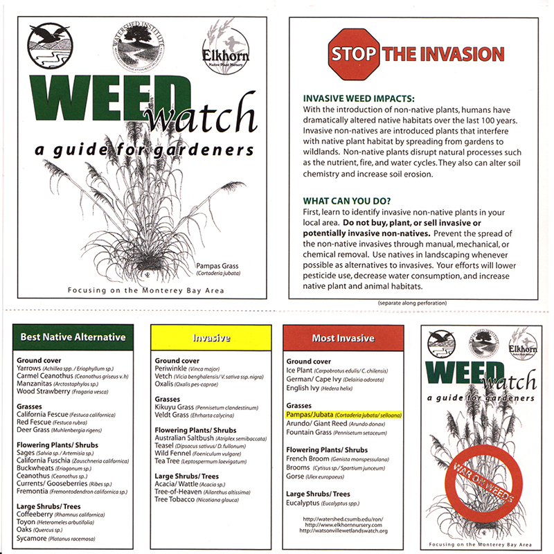 パンパスグラス Cortaderia selloana