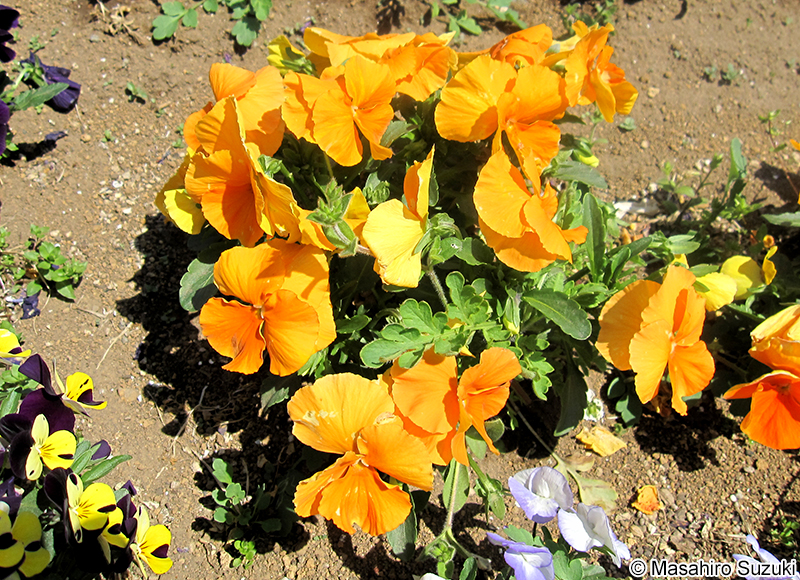 パンジー Viola sp.