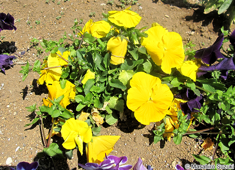 パンジー Viola sp.