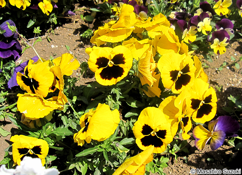 パンジー Viola sp.