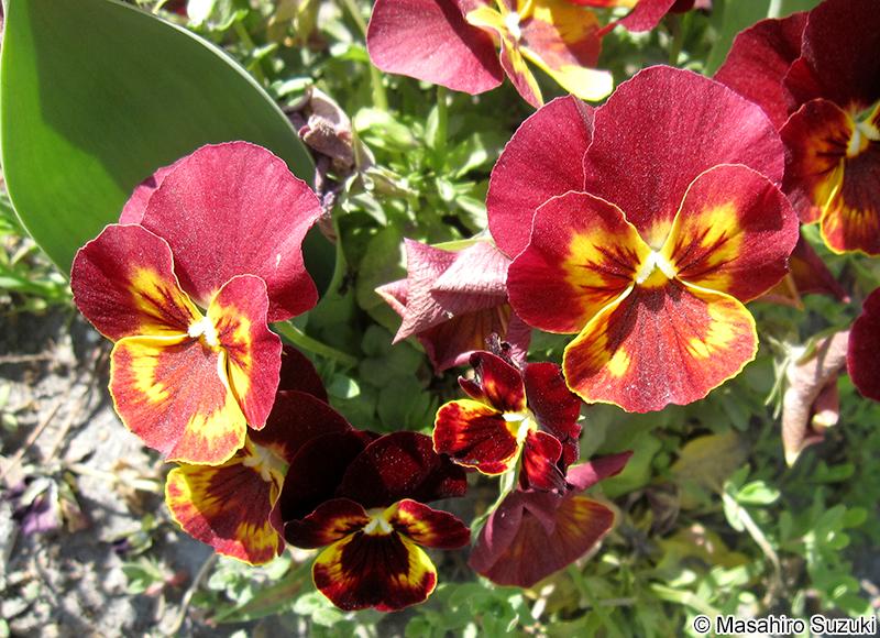 パンジー Viola sp.