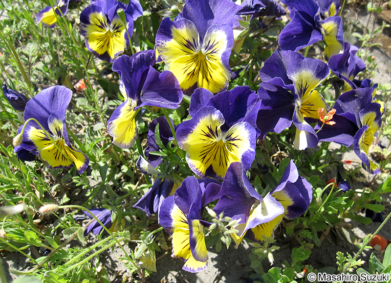 パンジー Viola sp.